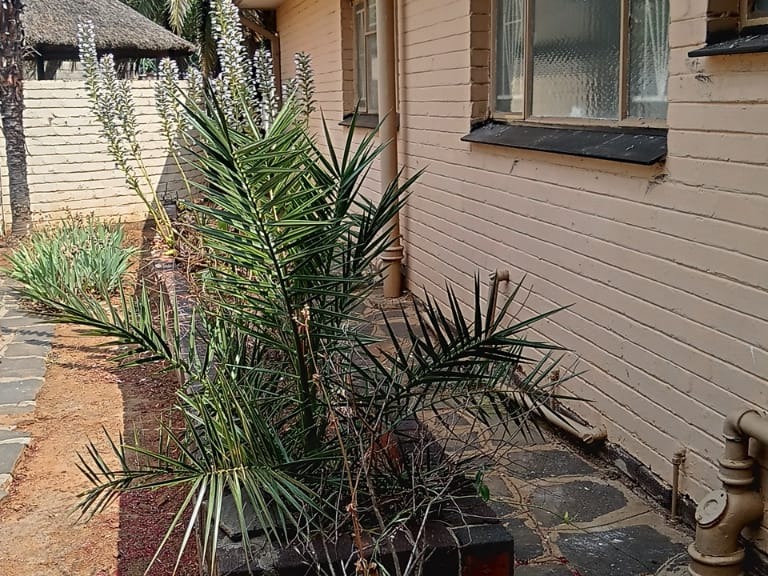 To Let 4 Bedroom Property for Rent in Universitas Free State